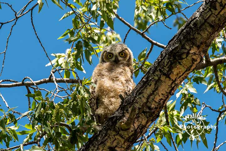 Great Horned Owlet